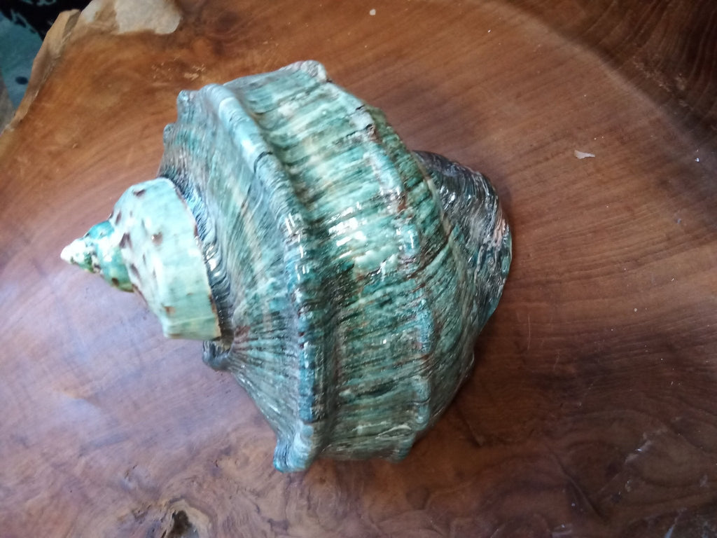 Giant Green Marmoratus Turban Shell