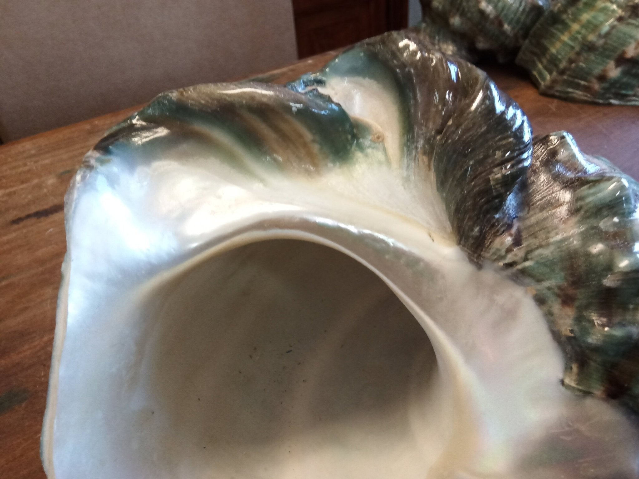 Giant Green Marmoratus Turban Shell