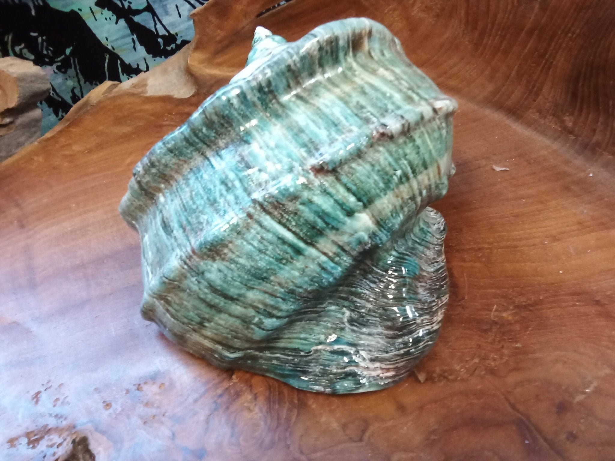 Giant Green Marmoratus Turban Shell