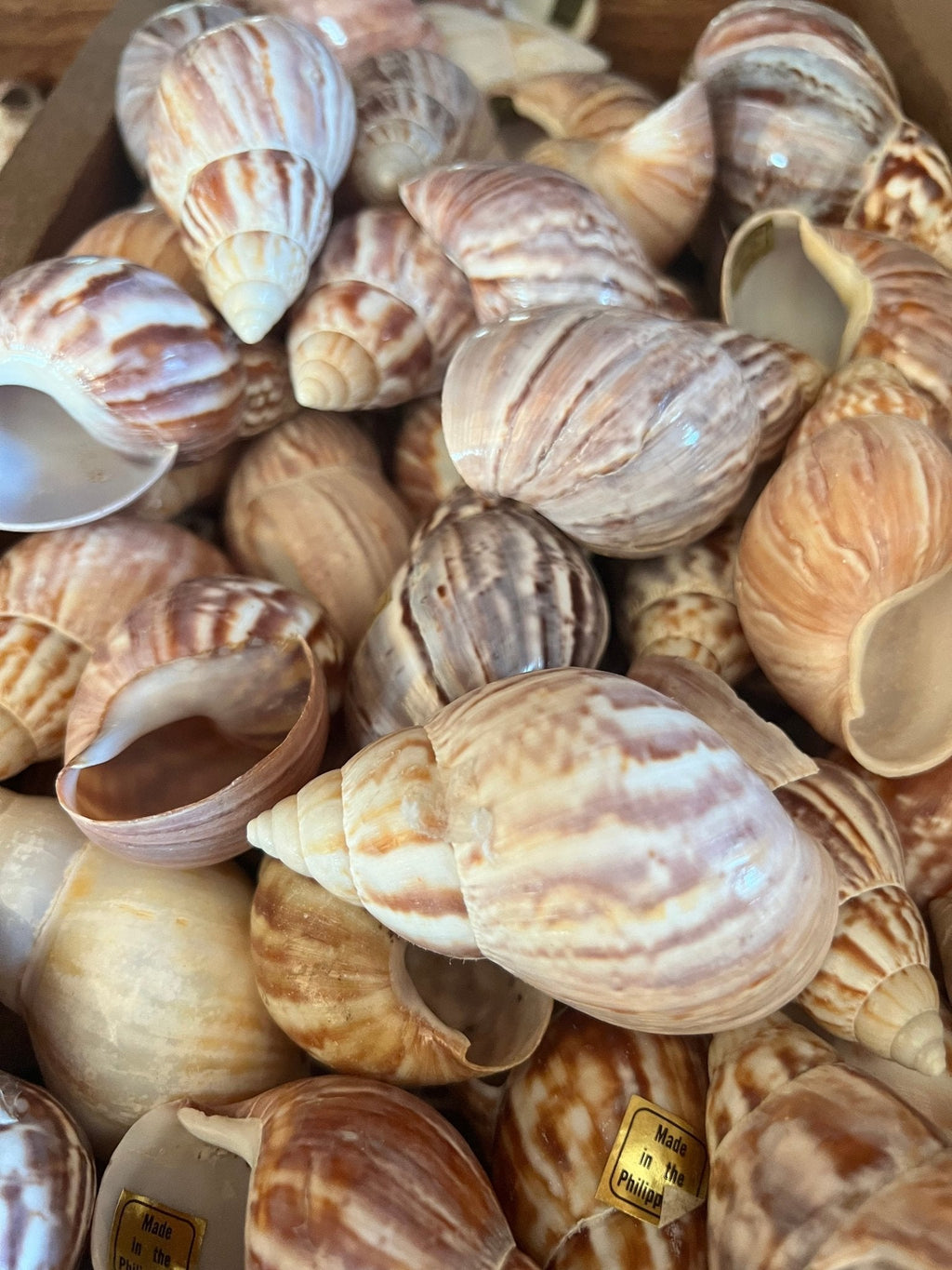 Giant Japanese/ African Fairy Tree Snail Shell (Achatina Lissachatina fulica)
