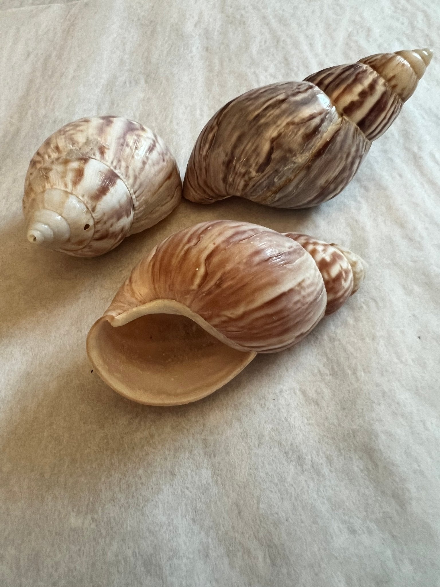 Giant Japanese/ African Fairy Tree Snail Shell (Achatina Lissachatina fulica)