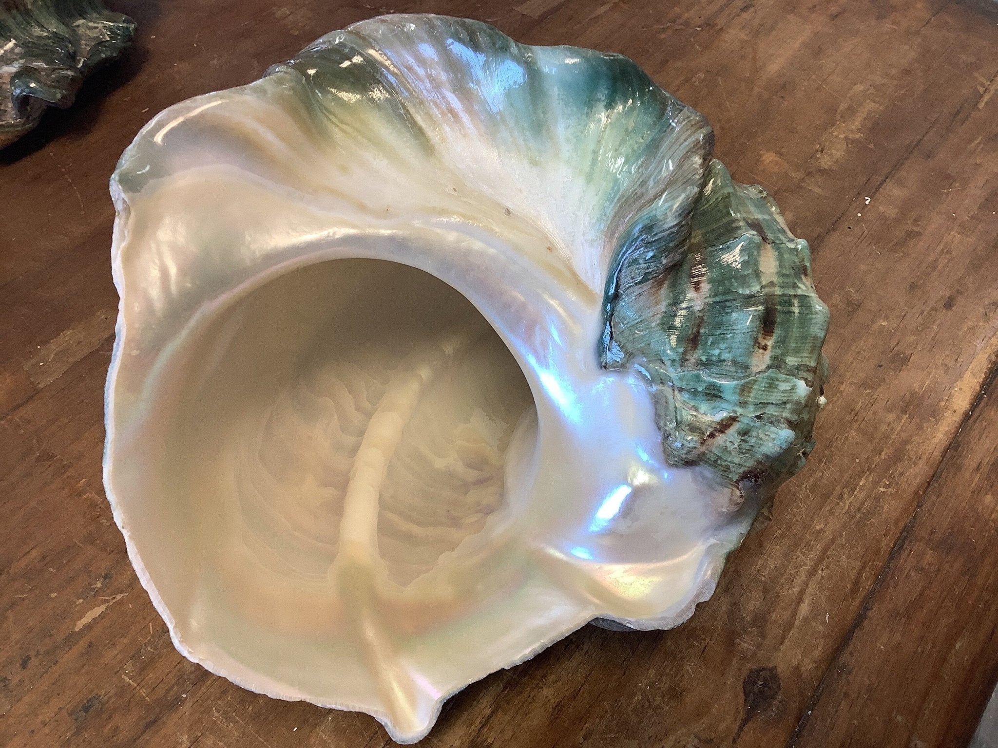 Giant Marmoratus Green Turban Shell