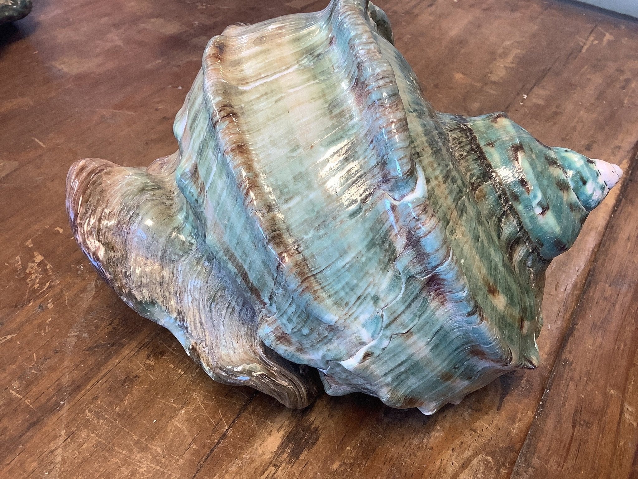 Giant Marmoratus Green Turban Shell