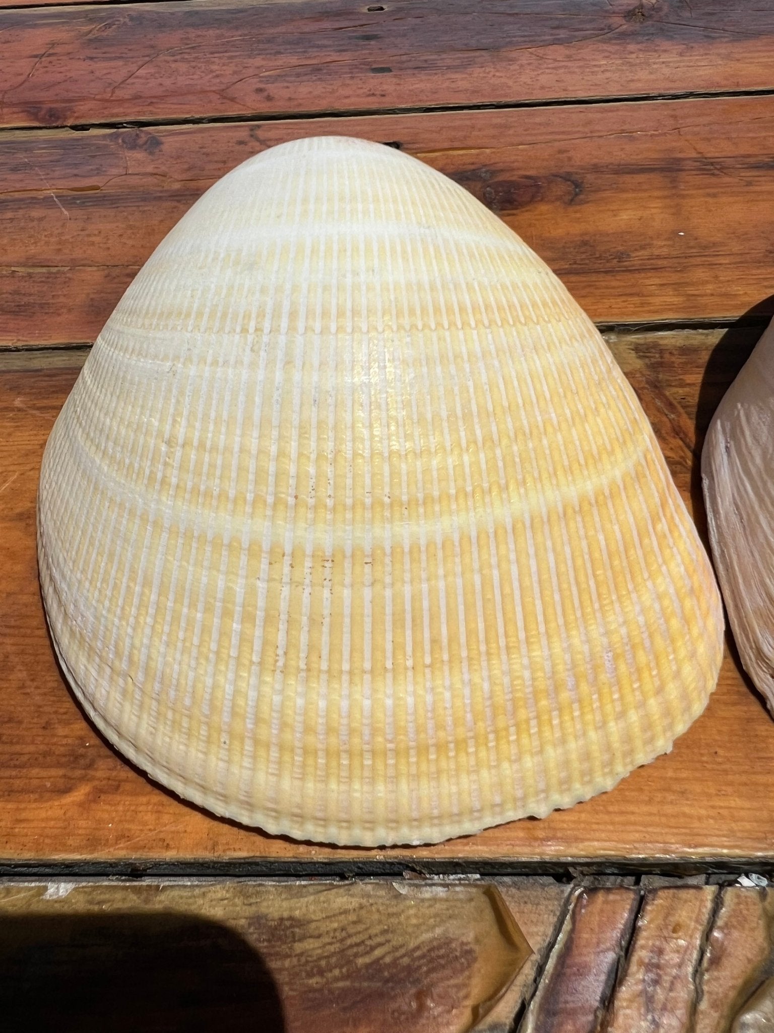 Giant Pacific Heart Egg Cockle Shell Pair 5-6" (Laevicardium elatum)