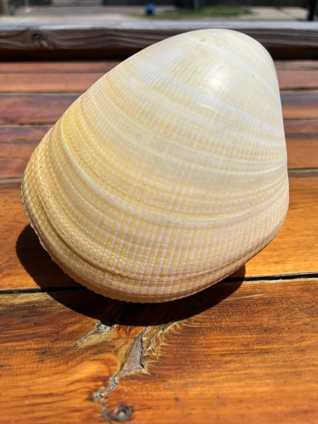 Giant Pacific Heart Egg Cockle Shell Pair 5-6" (Laevicardium elatum)