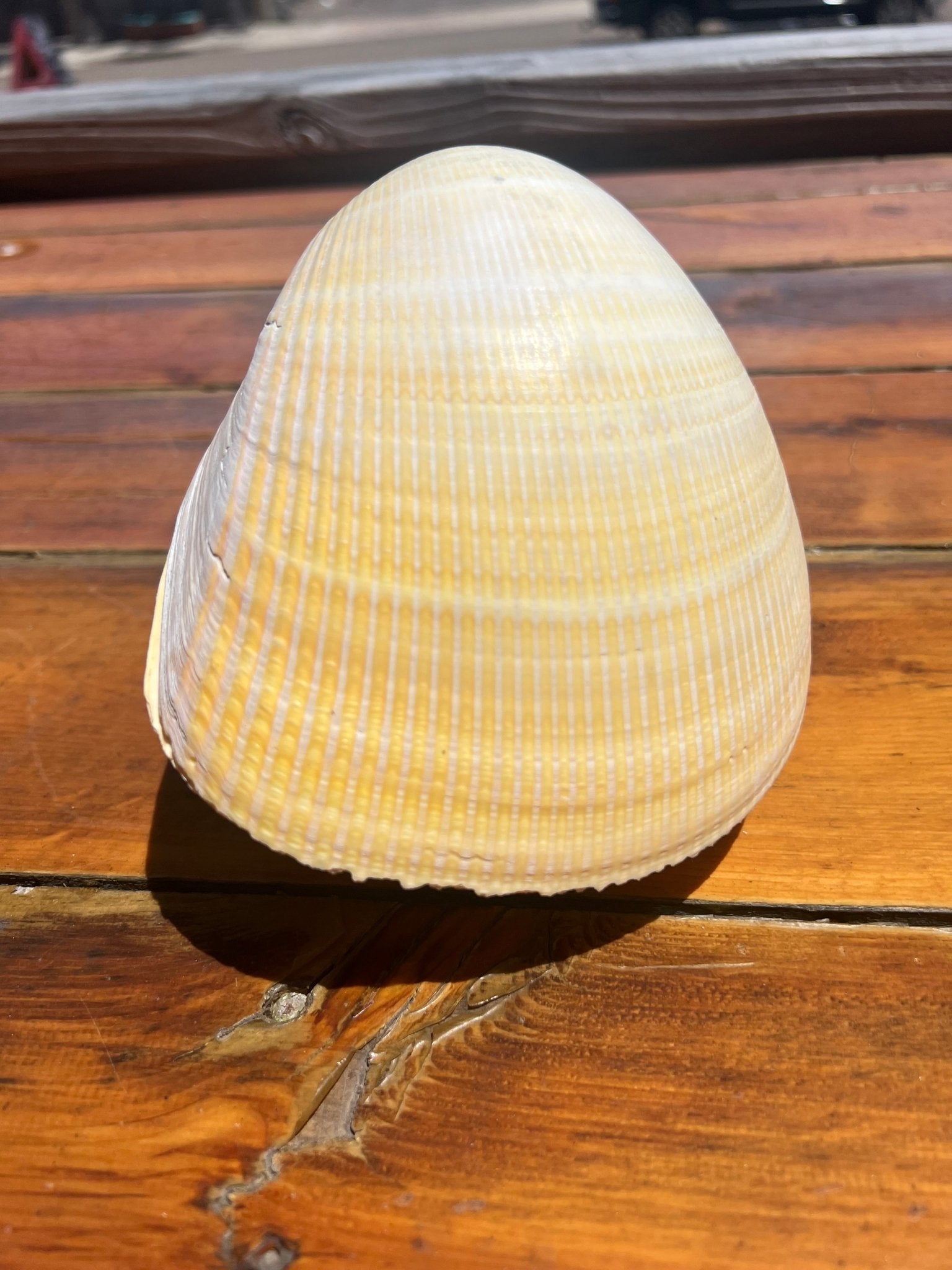 Giant Pacific Heart Egg Cockle Shell Pair 5-6" (Laevicardium elatum)