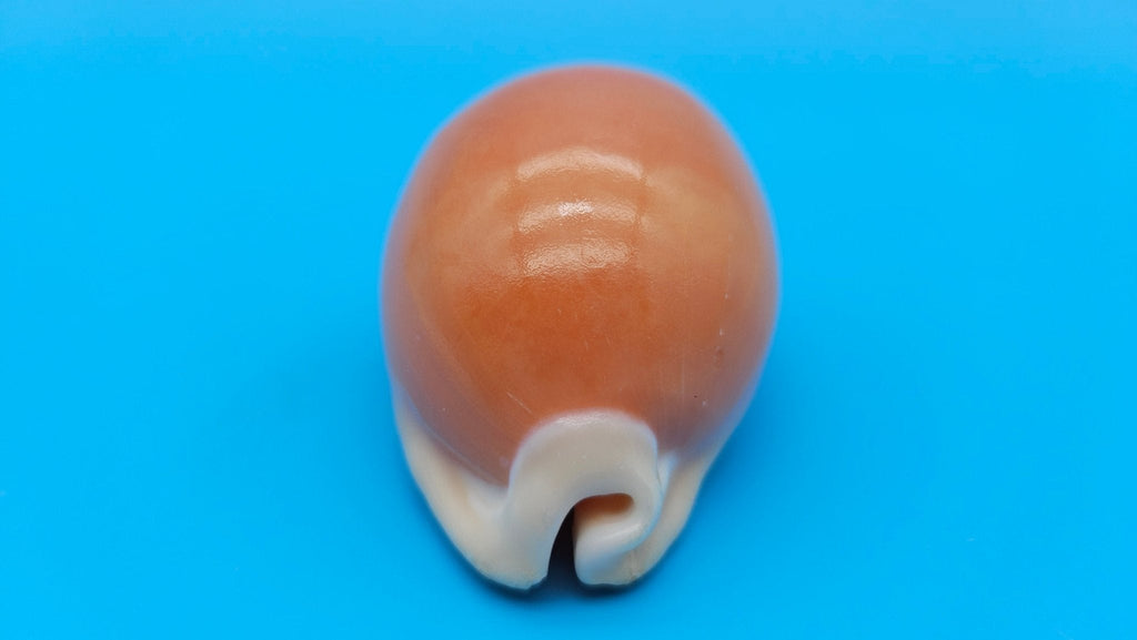 Golden Cowrie Shell – Lyncina aurantium – 3" Display Seashell