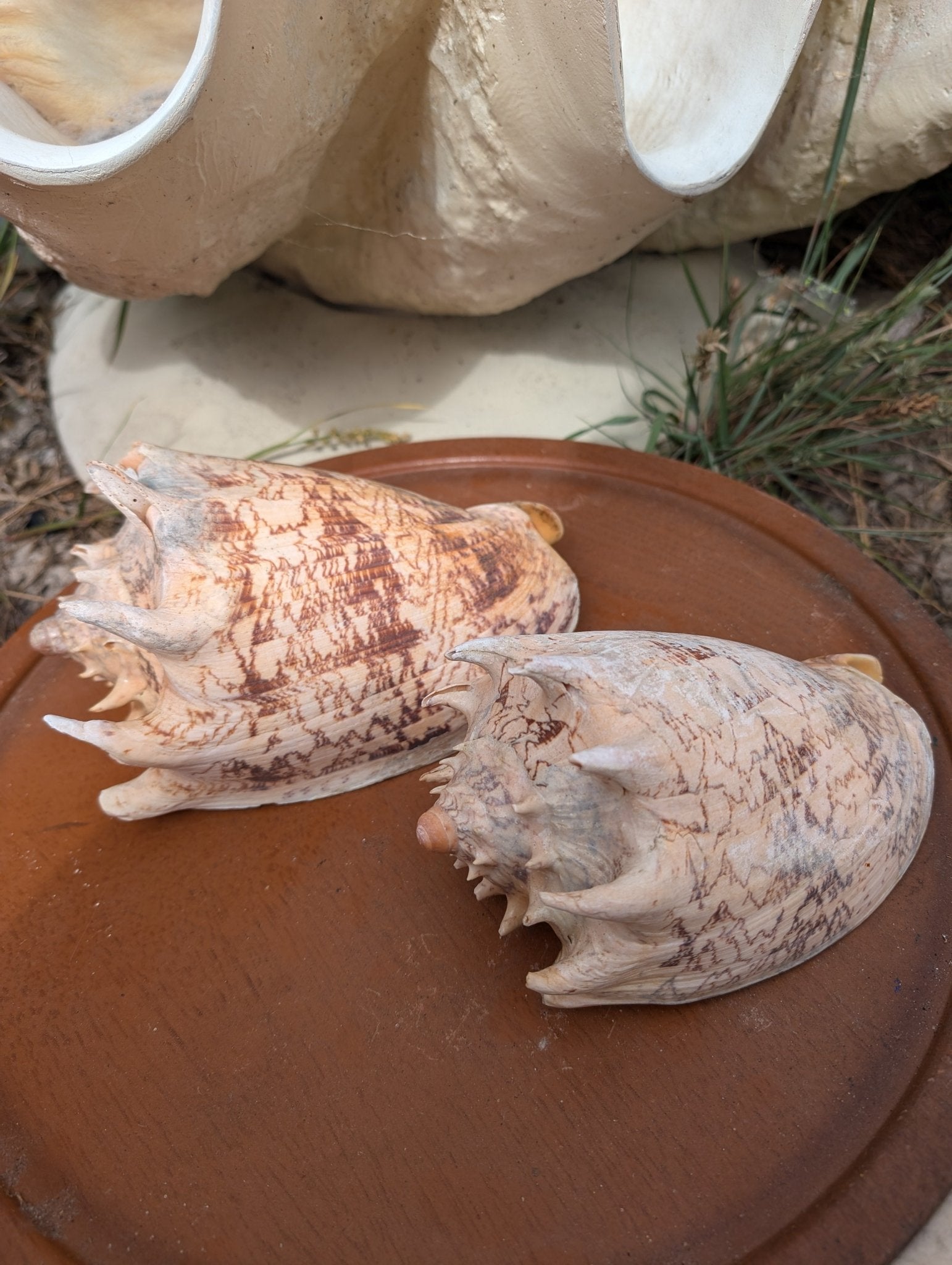 Imperial Volute Conch Shell Cymbiola imperialis