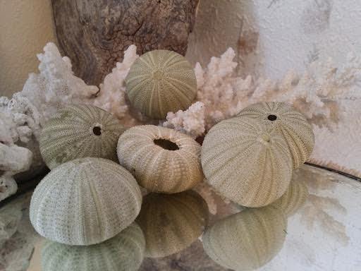 Green Sea Urchin Shell