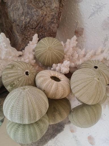 Green Sea Urchin Shell