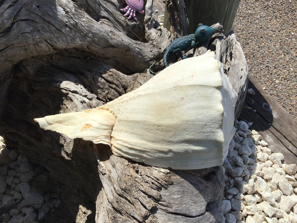 Growth Abnormality Lightning Whelk