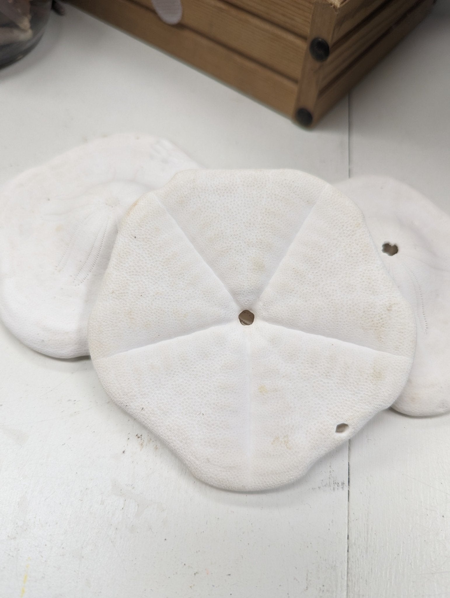Gulf of Mexico Deep Water Sand Dollar