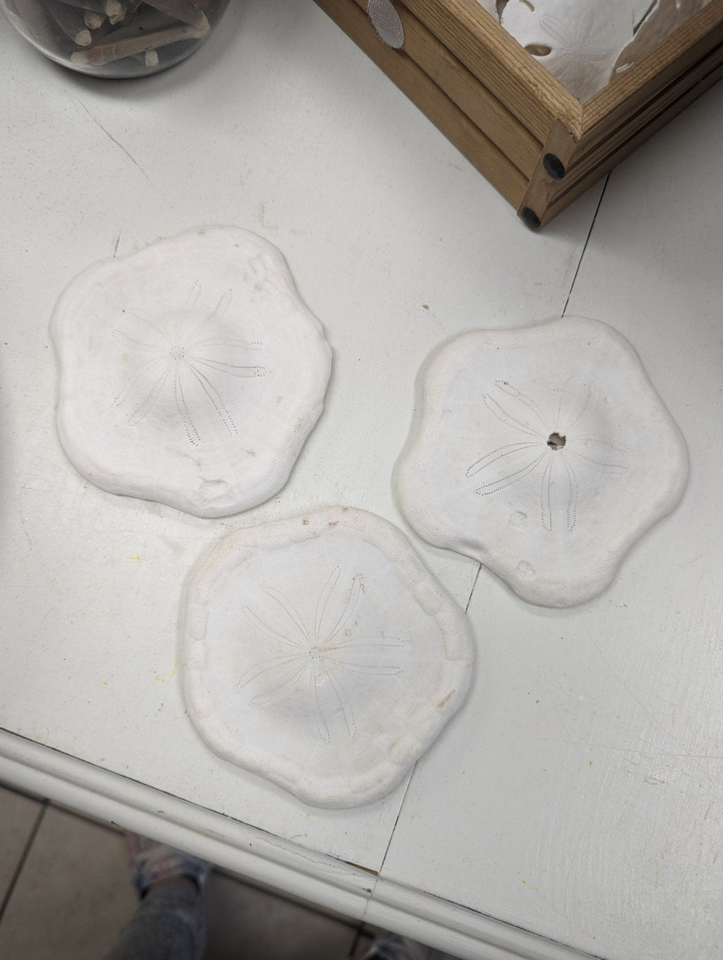 Gulf of Mexico Deep Water Sand Dollar