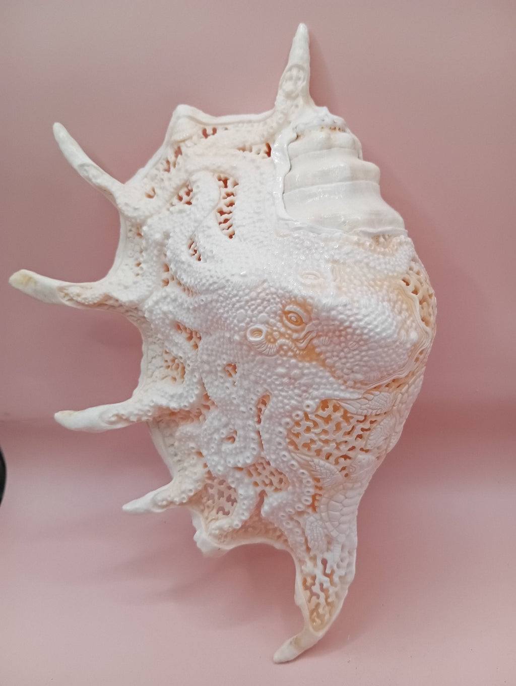 Hand-Carved Lambis Truncata Shell – Octopus Design – 9.5" Coastal Art Decor