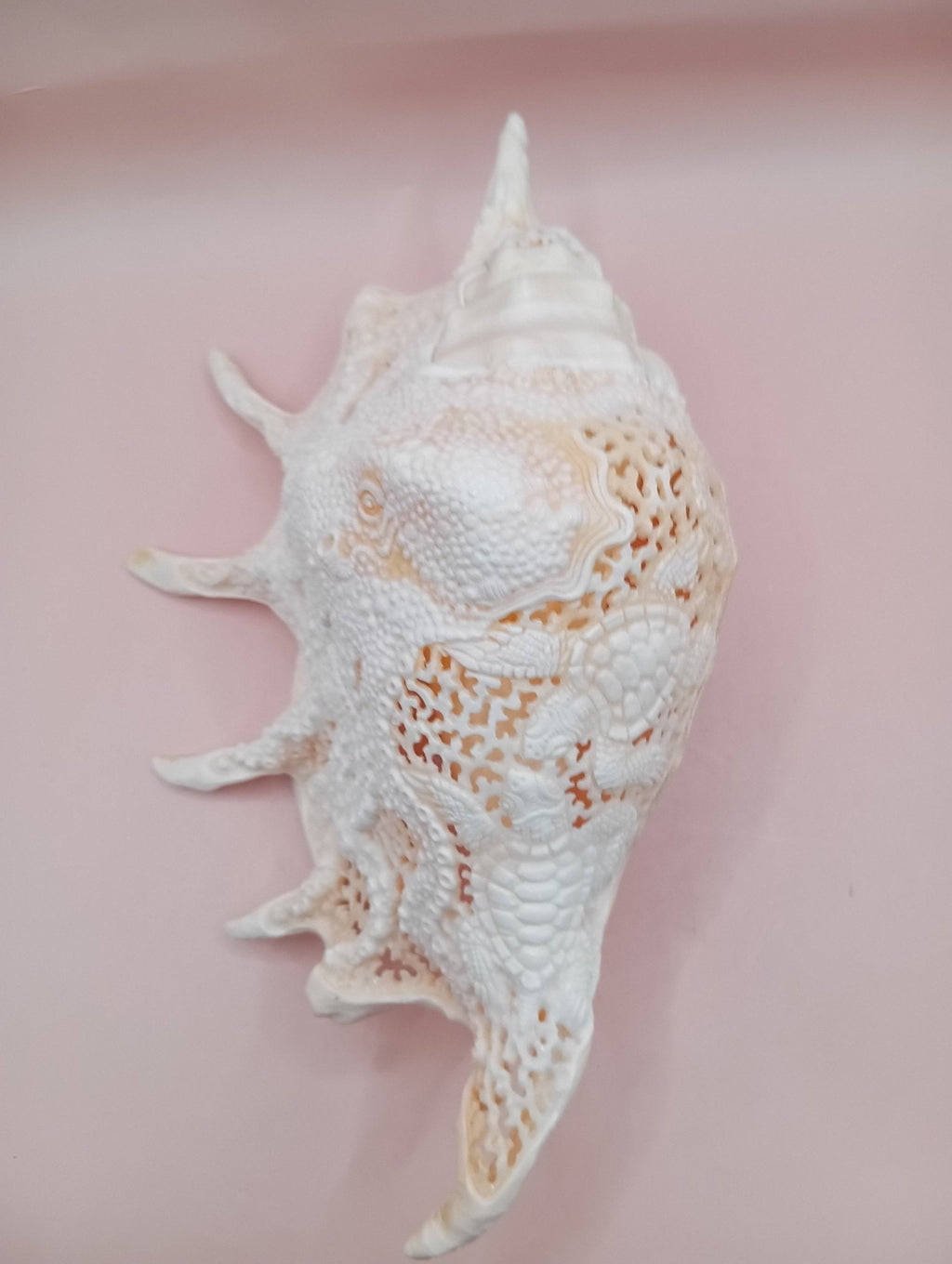 Hand-Carved Lambis Truncata Shell – Octopus Design – 9.5" Coastal Art Decor