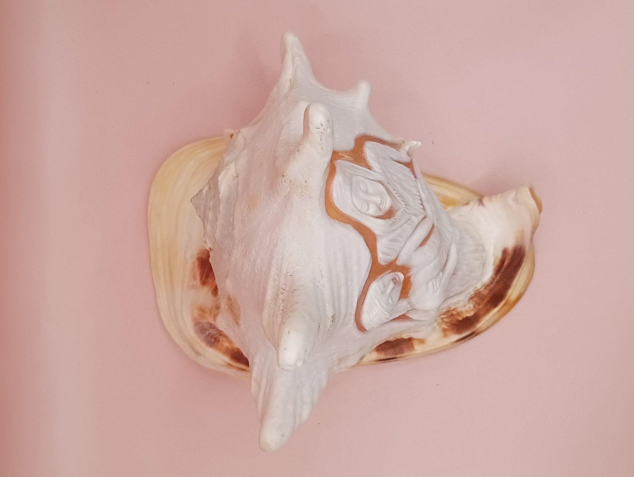 Hand Carved Yellow Helmet Shell – 7.8" Natural Cassis Cornuta