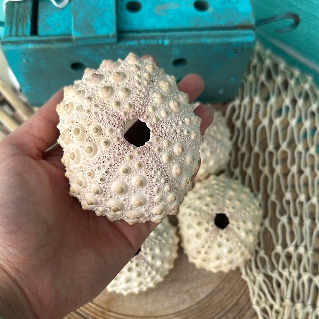 Hawaiian Slate Pencil Urchin