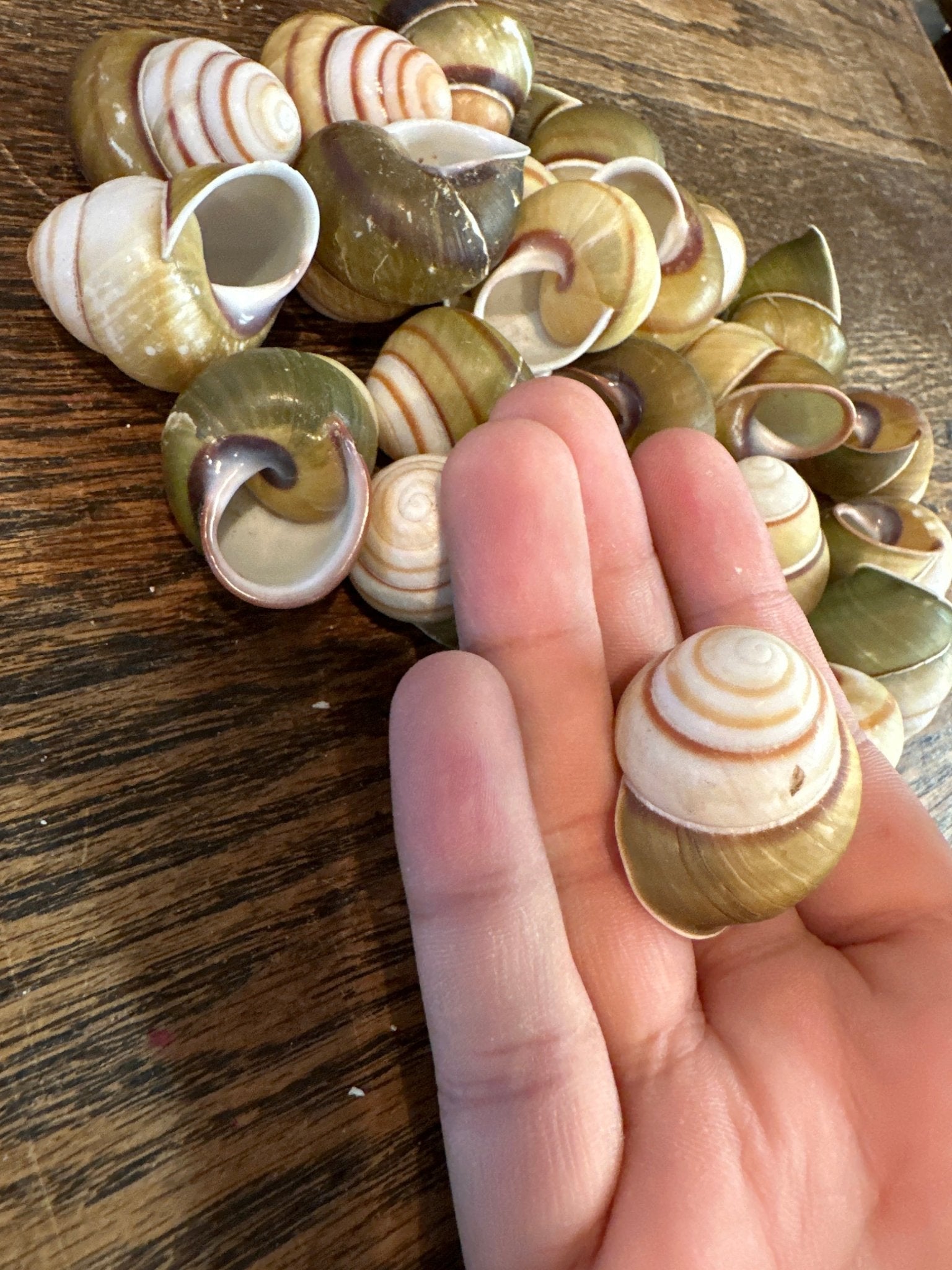 Helicostyla florida Land Snail