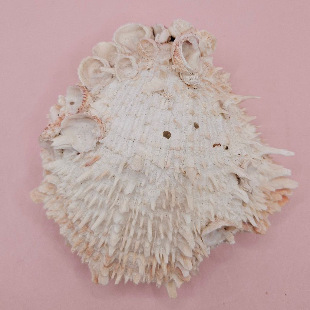 Hinged Cream Spondylus Shell – 4.7" Spiny Thorny Oyster Textured Coastal Display with Barnacles