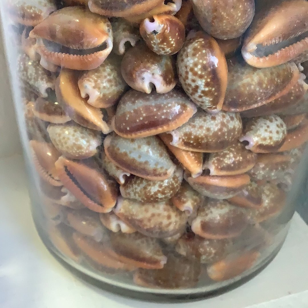 Honey Helvola Cowrie Shells (Naria helvola Cypraea)