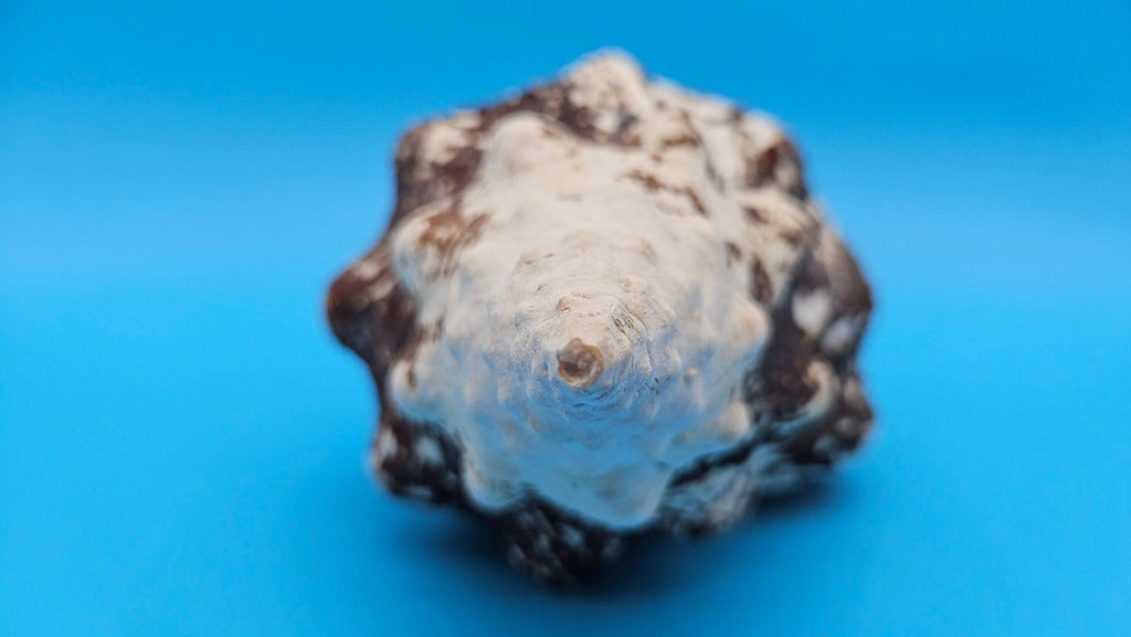 Horse Conch Shell 11" Triplofusus giganteus Dark Textured Coastal Display
