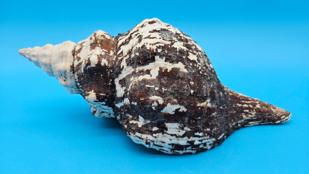Horse Conch Shell 11" Triplofusus giganteus Dark Textured Coastal Display