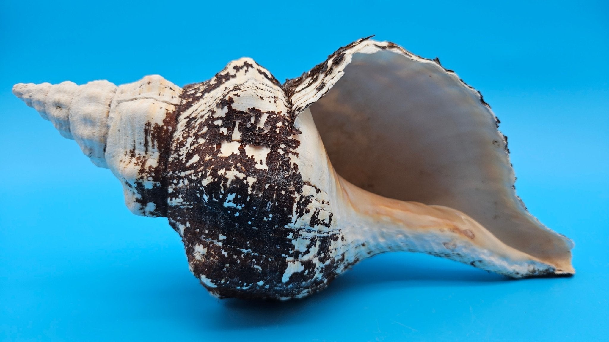 Horse Conch Shell 11" Triplofusus giganteus Dark Textured Coastal Display