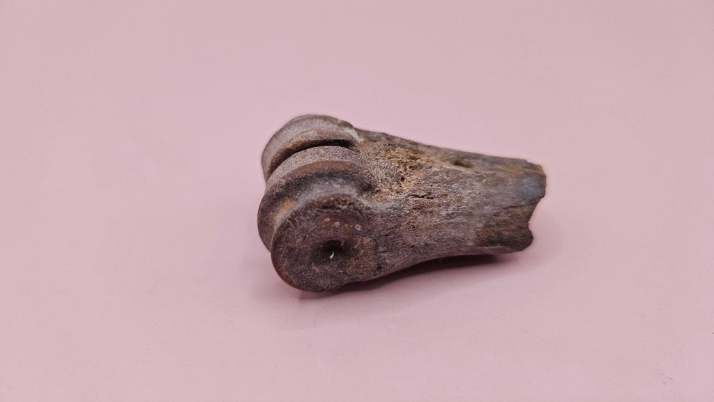 Ice Age Fossil Bone | Distal Cannon Bone from Prehistoric Deer or Horse