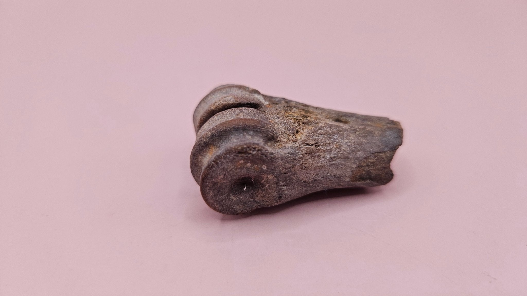 Ice Age Fossil Bone | Distal Cannon Bone from Prehistoric Deer or Horse