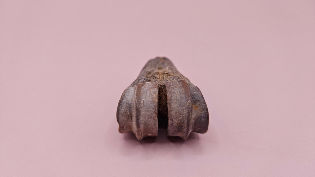 Ice Age Fossil Bone | Distal Cannon Bone from Prehistoric Deer or Horse