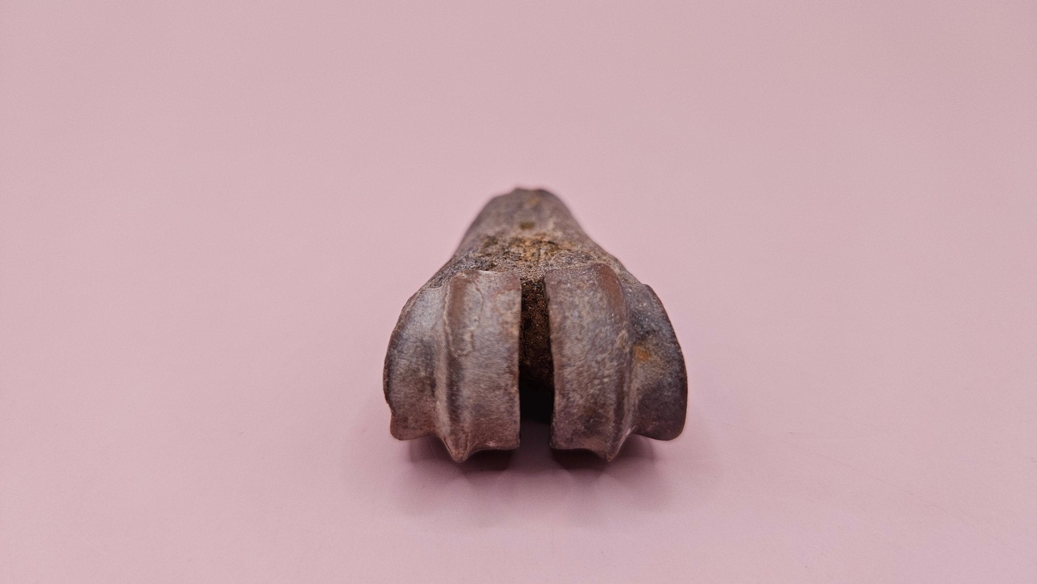 Ice Age Fossil Bone | Distal Cannon Bone from Prehistoric Deer or Horse