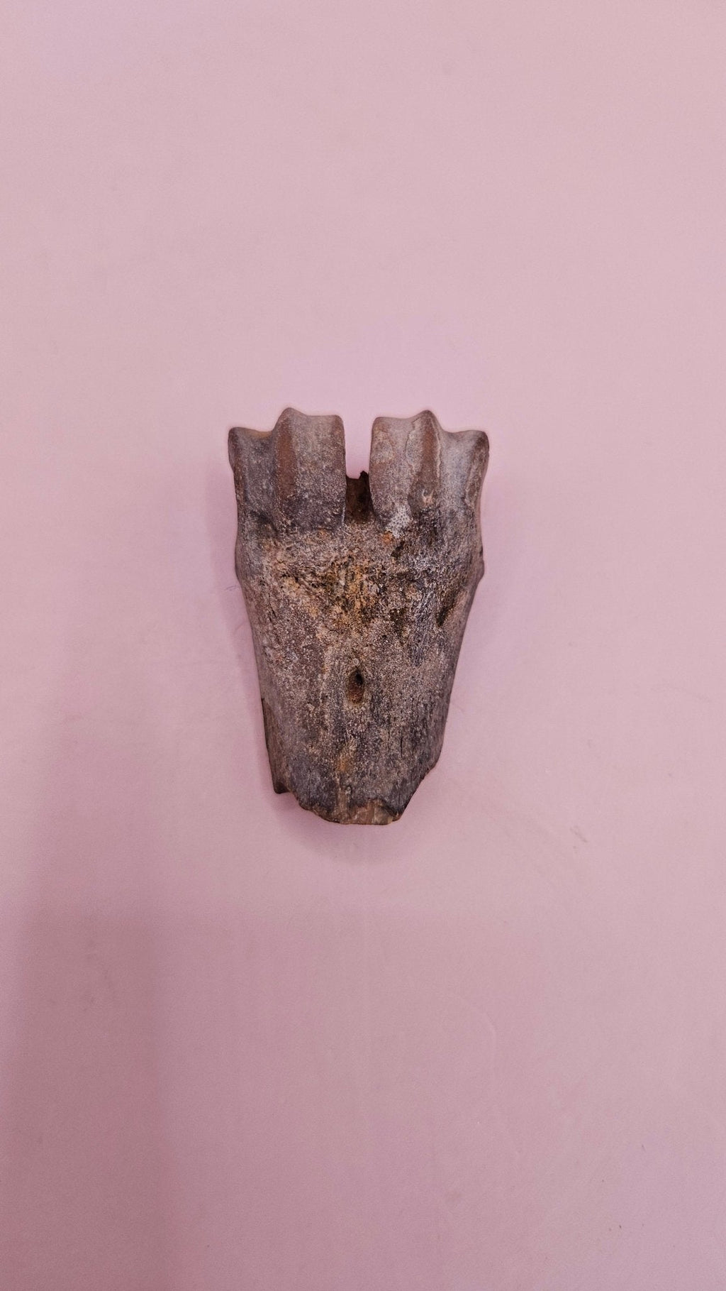 Ice Age Fossil Bone | Distal Cannon Bone from Prehistoric Deer or Horse