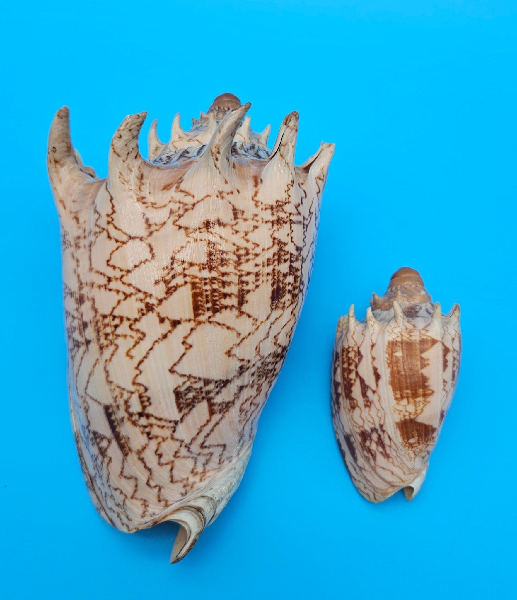 Imperial Volute Shell Duo Set – Cymbiola imperialis- Large & Small Matching Pair with Brown Zigzag Patterns