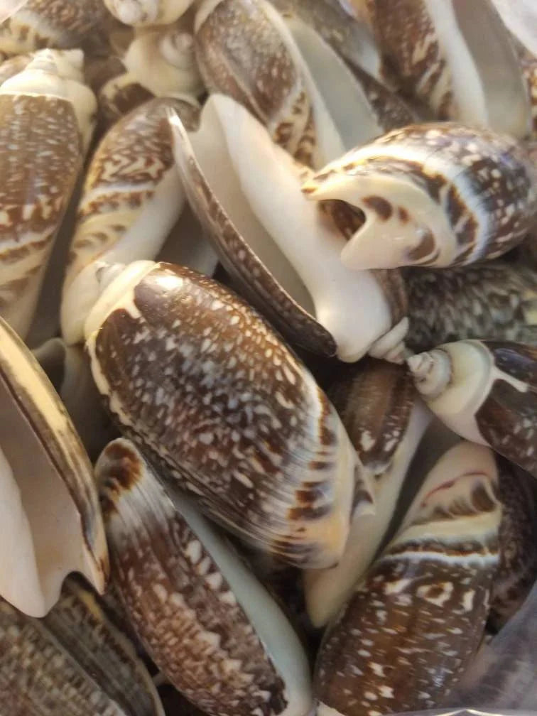 Indian Pacific Olive Gibbosa Shells (Agaronia gibbosa)
