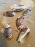 Indian Pacific Olive Gibbosa Shells (Agaronia gibbosa)