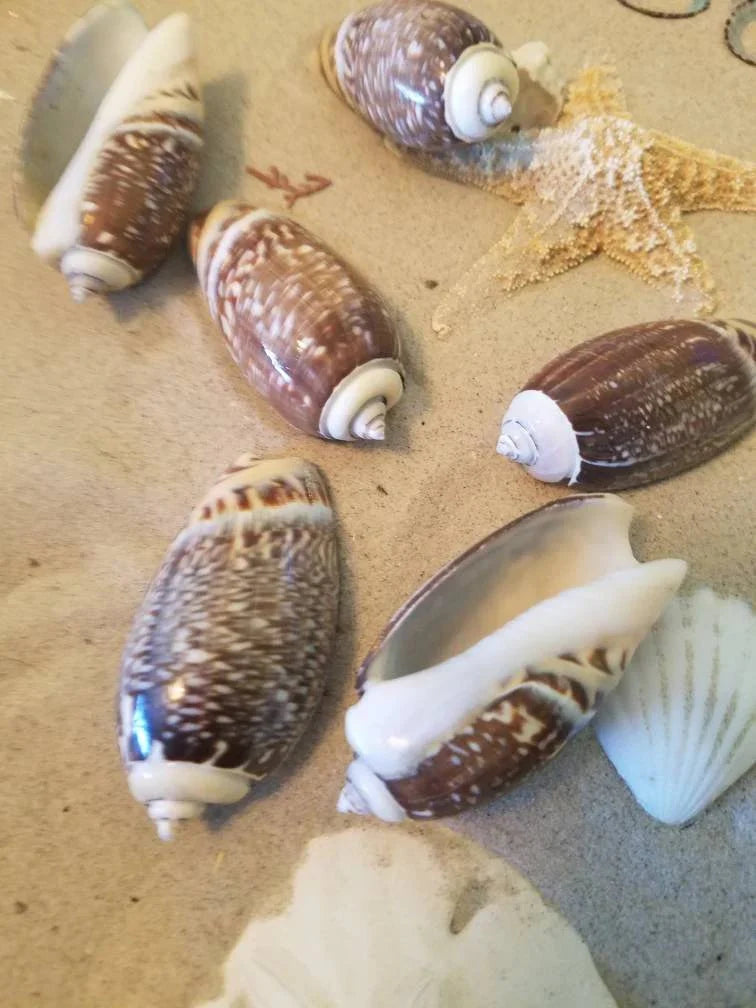 Indian Pacific Olive Gibbosa Shells (Agaronia gibbosa)