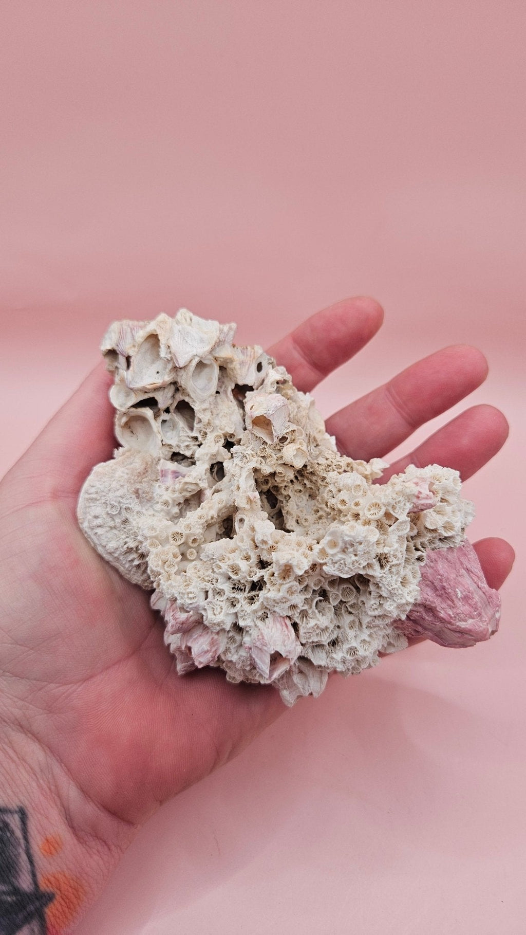 Ivory Bush Coral Mixed with Gulf of Mexico Barnacle  – Oculina Varicosa (4.7")