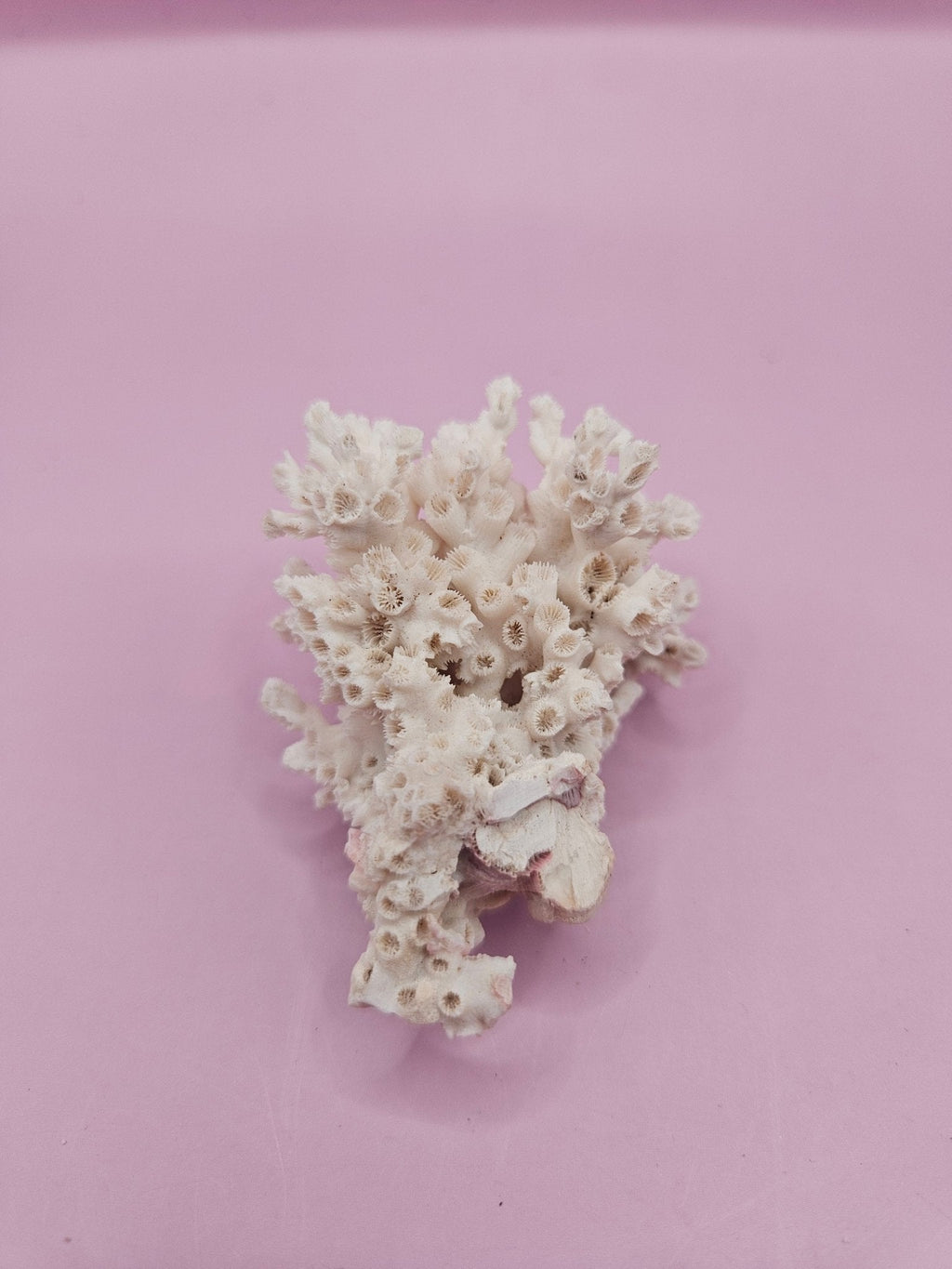 Ivory Bush Coral  – Oculina Varicosa (2.5")