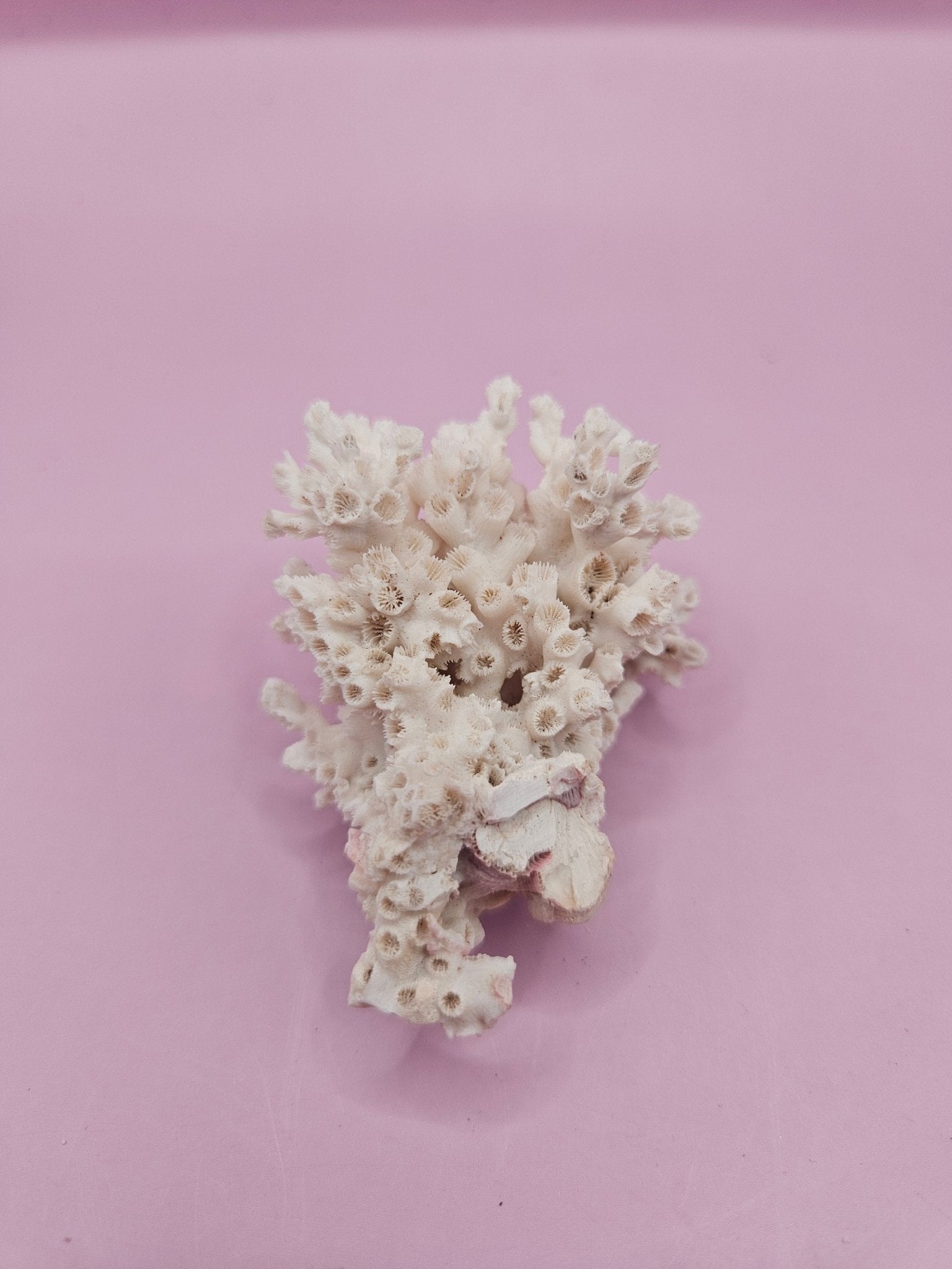 Ivory Bush Coral  – Oculina Varicosa (2.5")