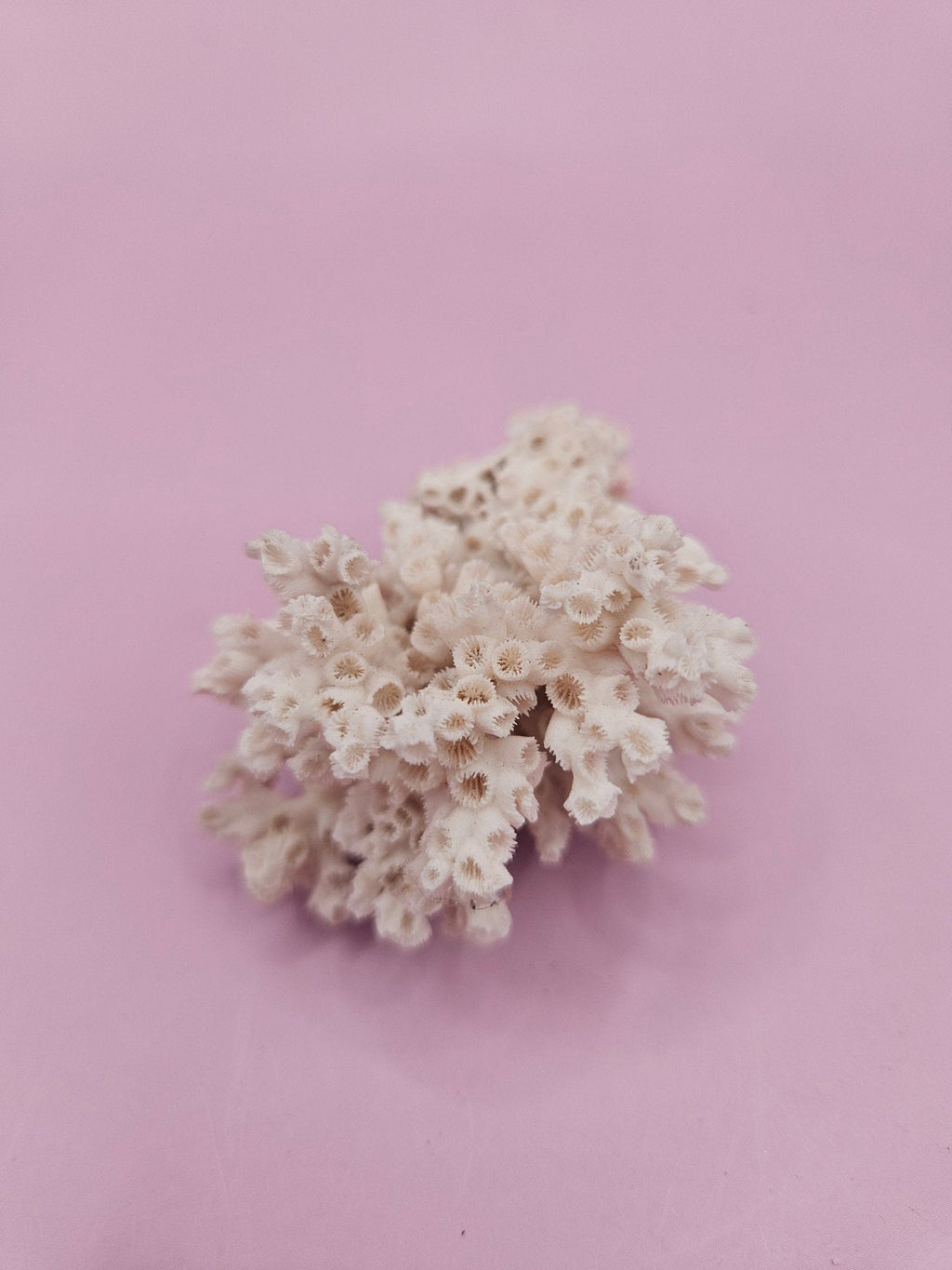 Ivory Bush Coral  – Oculina Varicosa (2.5")