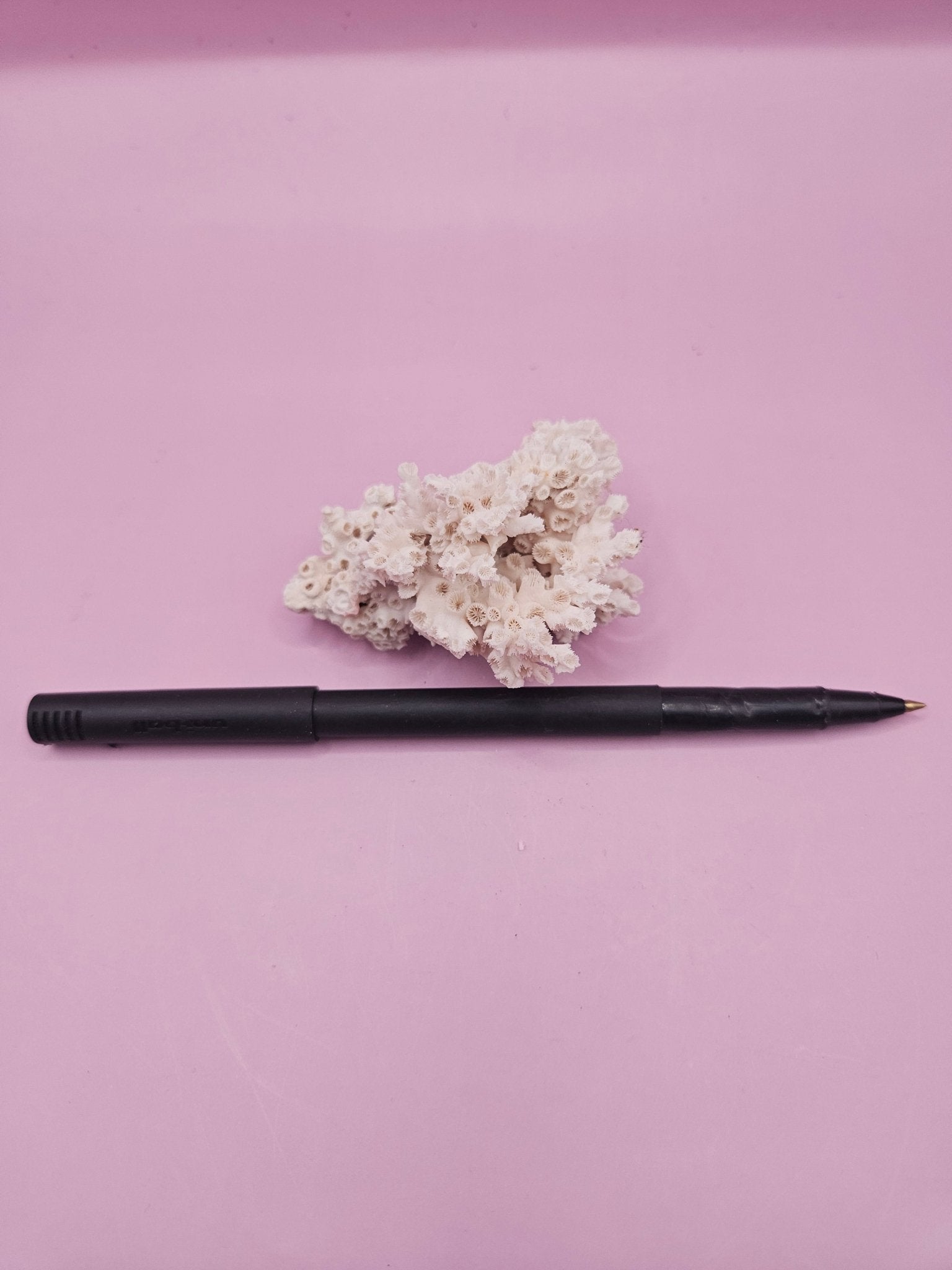 Ivory Bush Coral  – Oculina Varicosa (2.5")