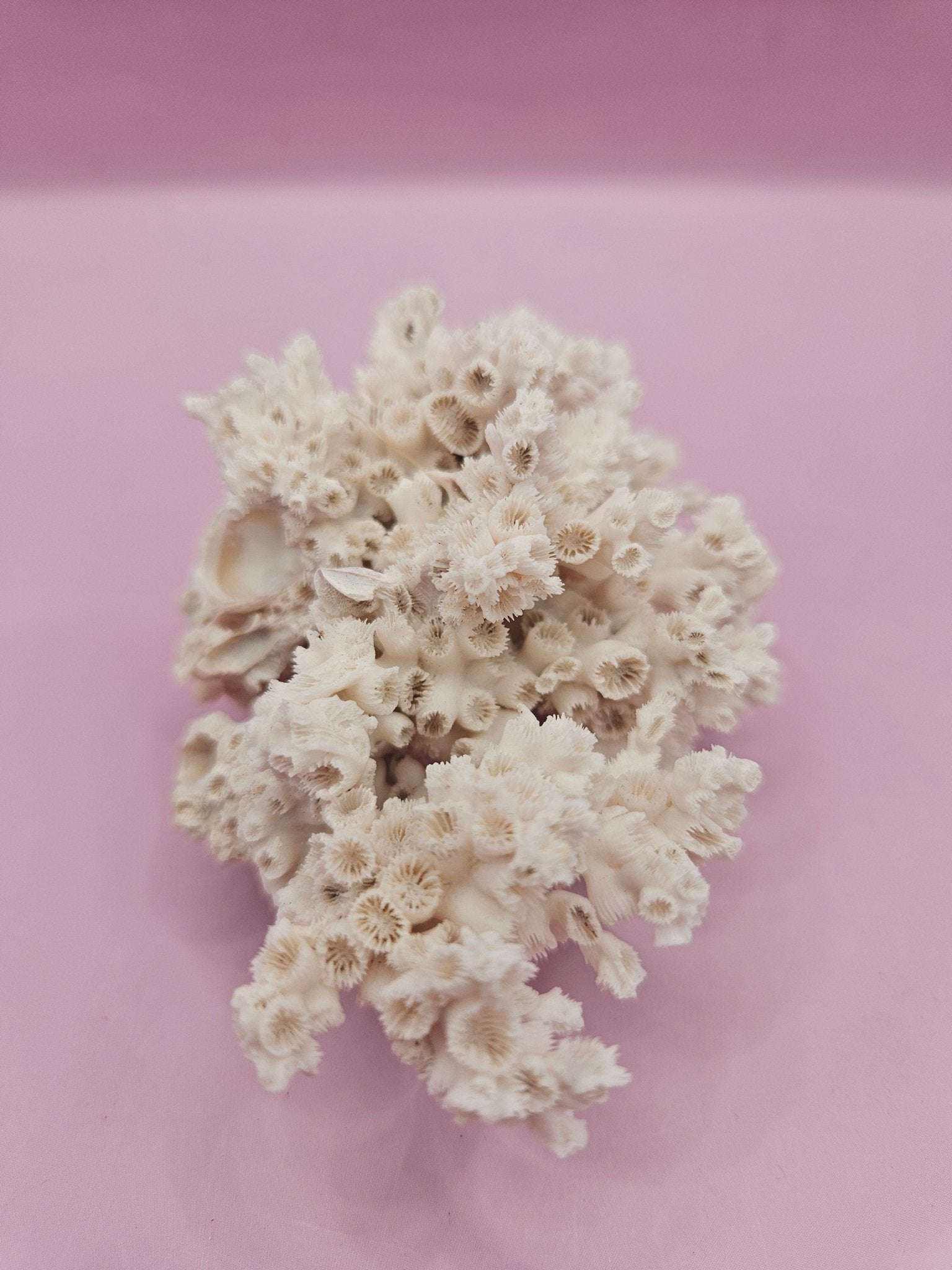 Ivory Bush Coral  – Oculina Varicosa (3.6")