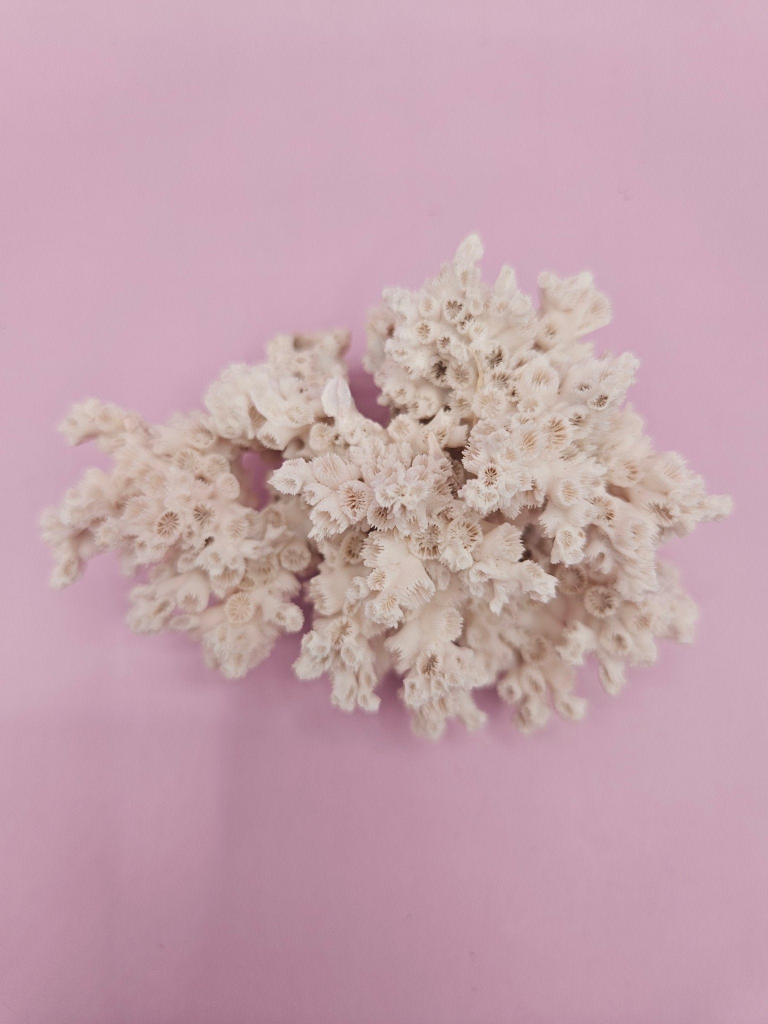 Ivory Bush Coral  – Oculina Varicosa (3.6")