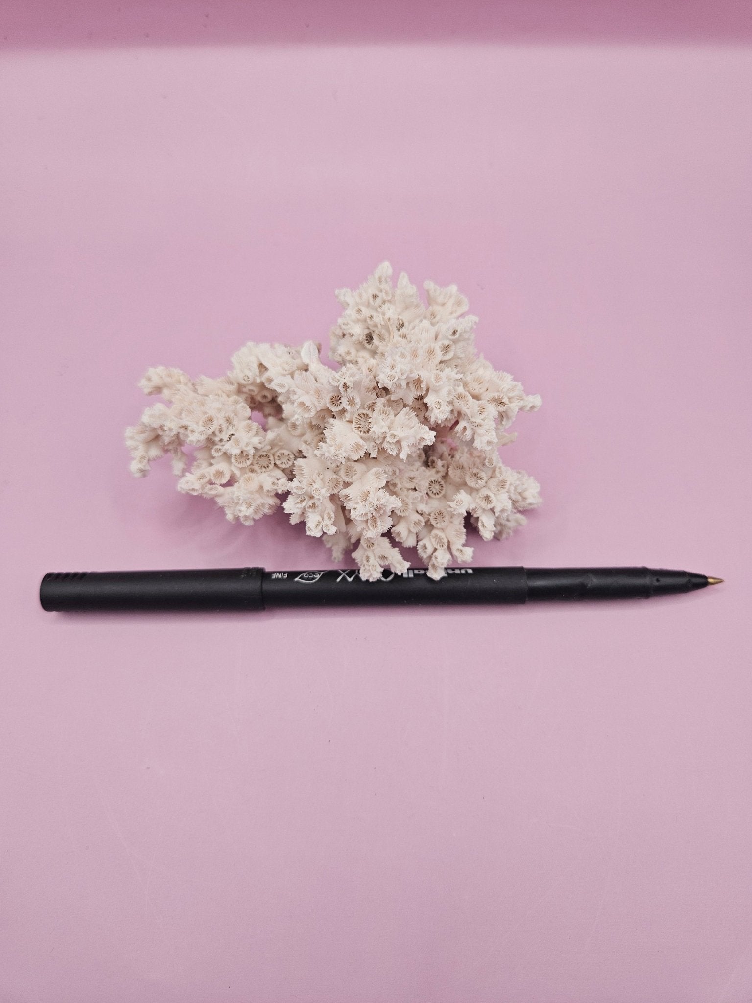 Ivory Bush Coral  – Oculina Varicosa (3.6")