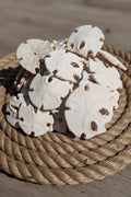 Ivory Mexican Keyhole Sand Dollar