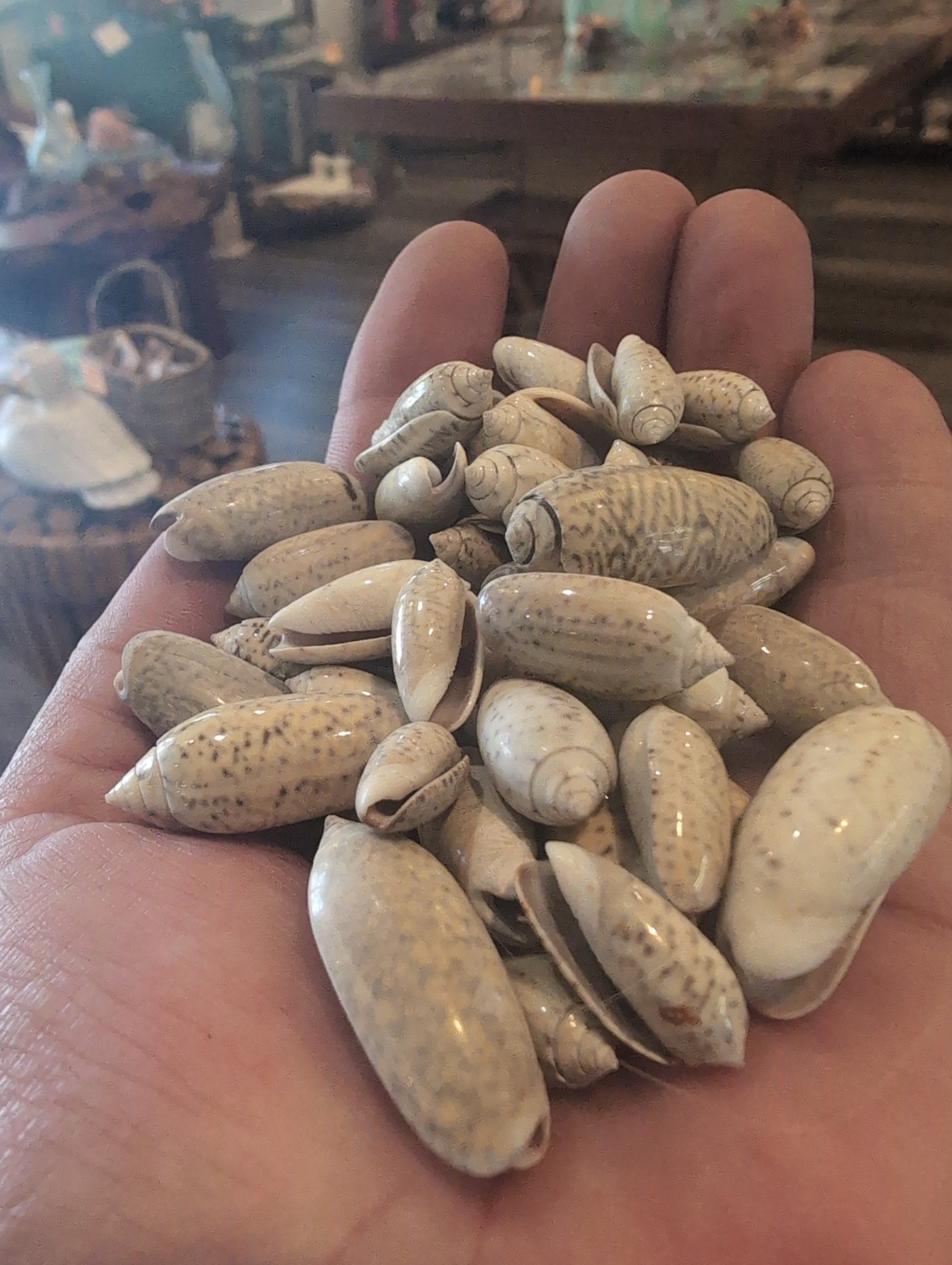 Juvenile Olive Shells