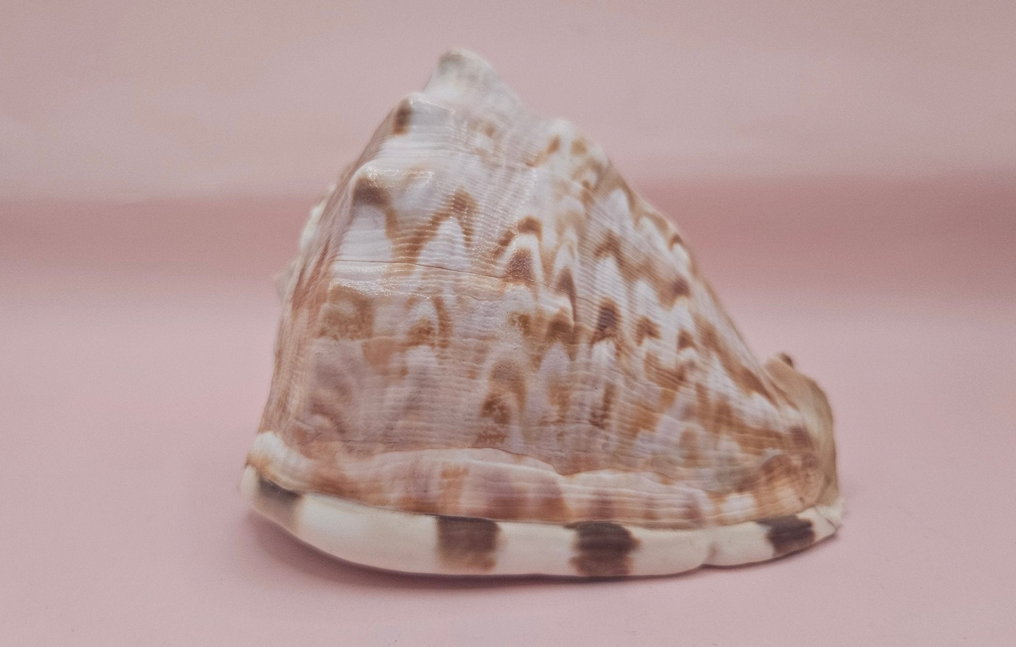 King Helmet Cassis flammea 4.5"