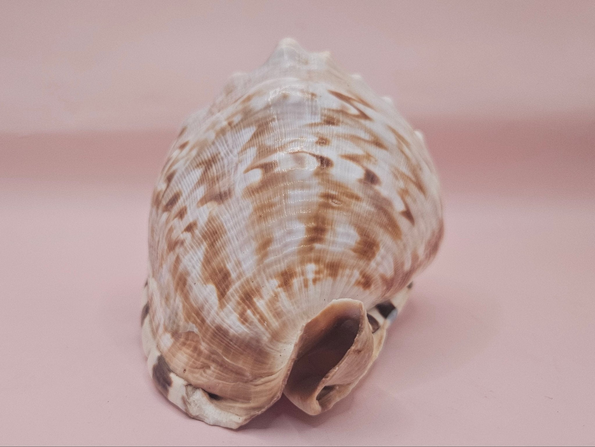 King Helmet Cassis flammea 4.5"