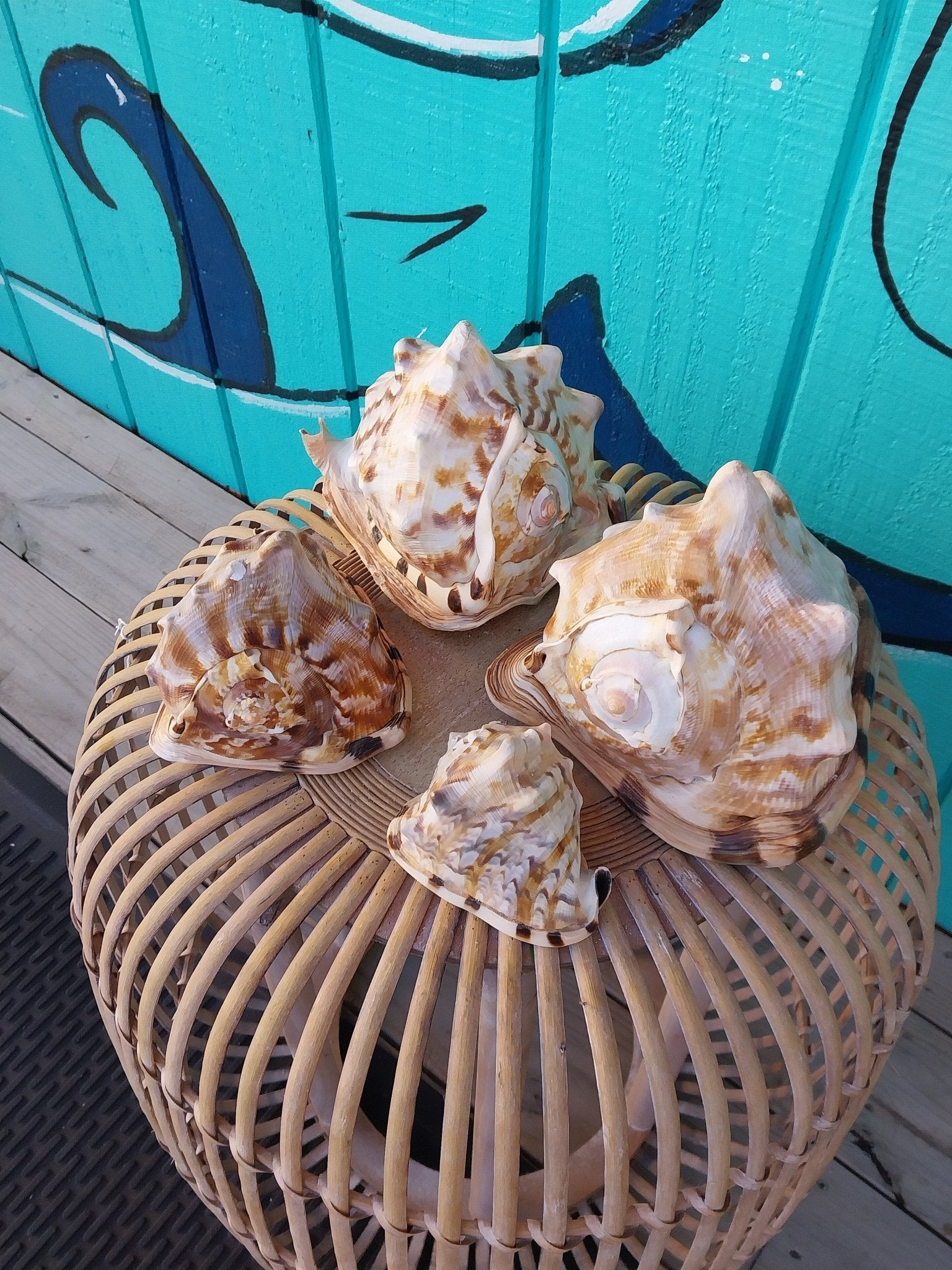 King or Flame Helmet Shell – Cassis tuberosa or Cassis flammea