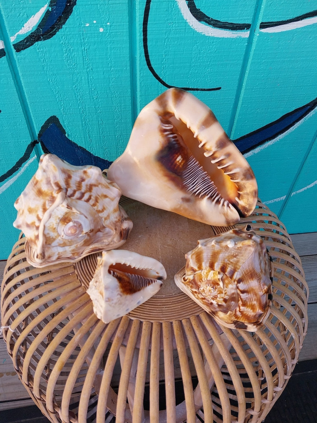 King or Flame Helmet Shell – Cassis tuberosa or Cassis flammea